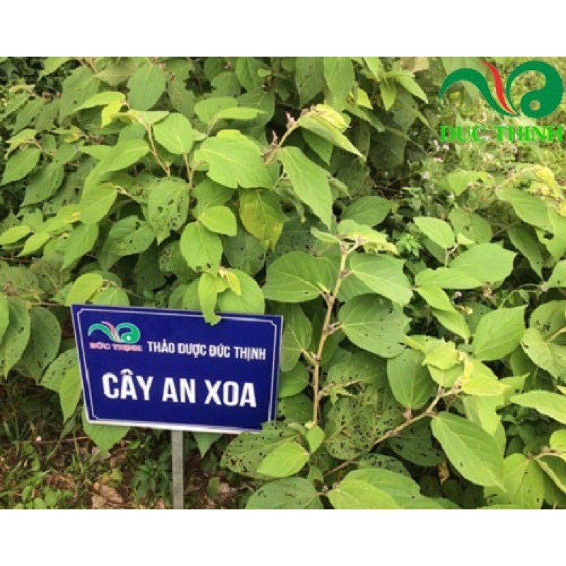 Cây An Xoa Khô ( Cây khô 1 kg )