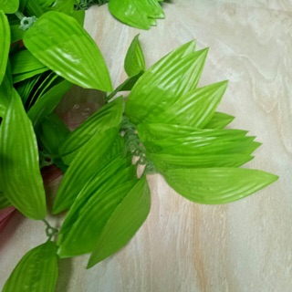 100g lá hoa ly - lá vải