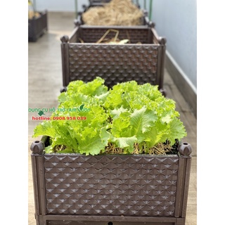 Chậu ghép của Nhật đáy chậu 42*51cm cao 29cm có 2 màu trắng và nâu để lựa chọn
