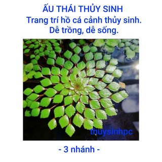 3 nhánh ấu thái trang trí hồ cá cảnh thủy sinh