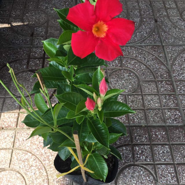 Cây 🌲 Quỳnh Anh đỏ siêu hoa