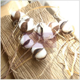 CÀNH BÔNG KHÔ LÀM ĐẠO CỤ DECOR TRANG TRÍ LIZ128