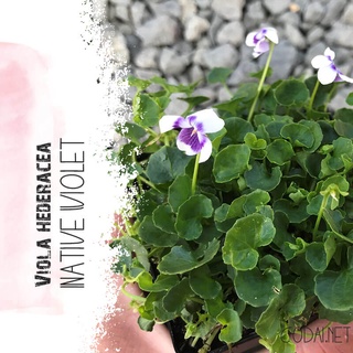 Cây Viola hederacea Native Violet (Bạch Tử Hoa) chậu nhựa 10cm