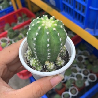 XƯƠNG RỒNG ECHINO NHỎ