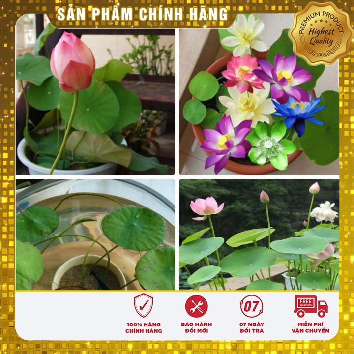 Hạt Giống Sen Mini Nhật( 5 hạt)