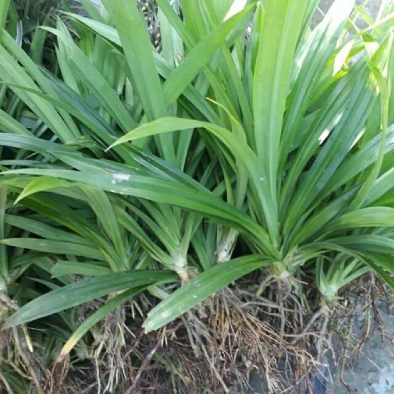 cây cơm nếp cây to khỏe (lá dứa)