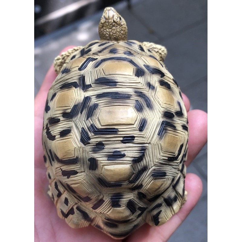 mô hình leopardd