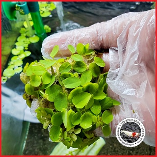 Bèo Vảy Ốc (Rễ Ngắn) (Trang trí hồ cá, bể thủy sinh, giữ độ PH cho nước) - [Tép Xinh Aqua]