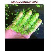 bèo cám mini