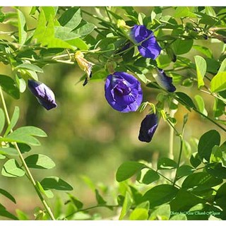 [Seeds] Hạt giống Hoa Đậu Biếc