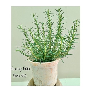 2-3 gốc Cây Hương Thảo Rosemary khoẻ, dễ trồng, đuổi muỗi, làm gia vị.