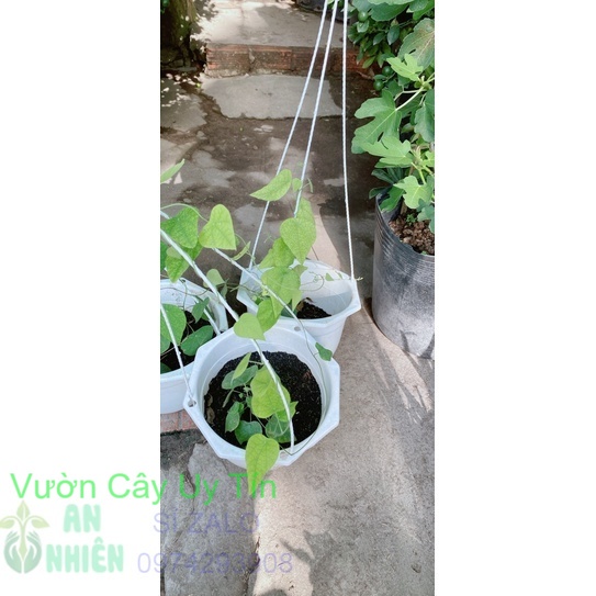 Chậu Sương Sâm