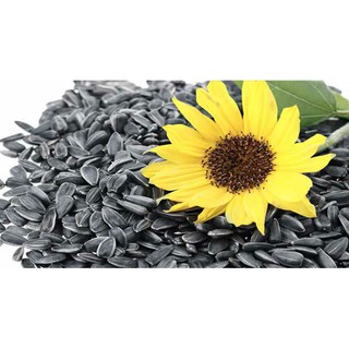 Sỉ bịch 5kg hạt hướng dương to mẩy rang tay