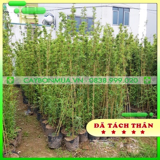 [Tri Ân] COMBO 3 cây Trúc Quân Tử [bịch đen], Một bầu gồm 3 thân khỏe mạnh( tách cây free), đã dâm ủ kỹ