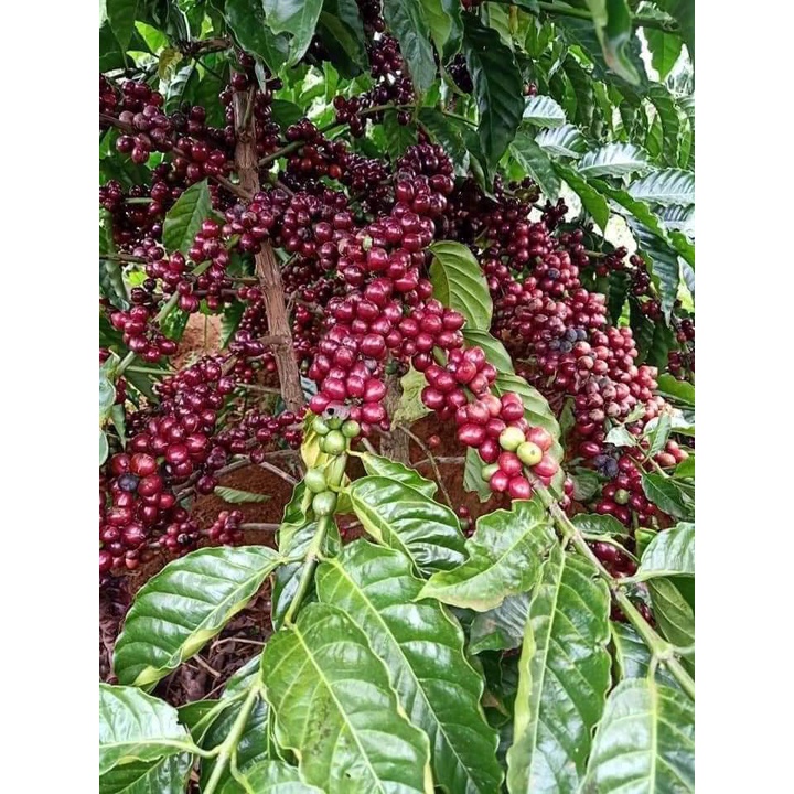 Cây cà phê vối TR4 (cao sản)