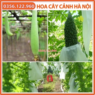 Túi bọc mướp, bầu. bí... - gói 50 chiếc - kt 15x50 cm - túi bao trái cây