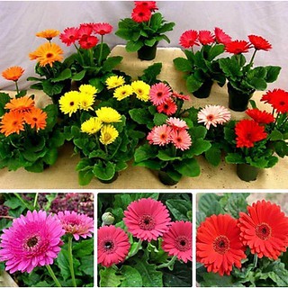 10 cây đồng tiền lùn giống các mầu (ảnh 2)