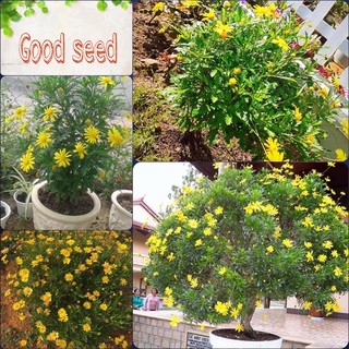 ⚡️Hạt Giống Hoa Cúc Thân Gỗ Nhà Vườn Đà Lạt⚡️ Dễ Trồng Tỉ Lệ Nảy Mầm Trên 90% Gói 30 Hạt