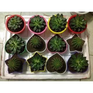 Chậu hoa nhựa hình Trái Tim, ngôi sao loại 1
