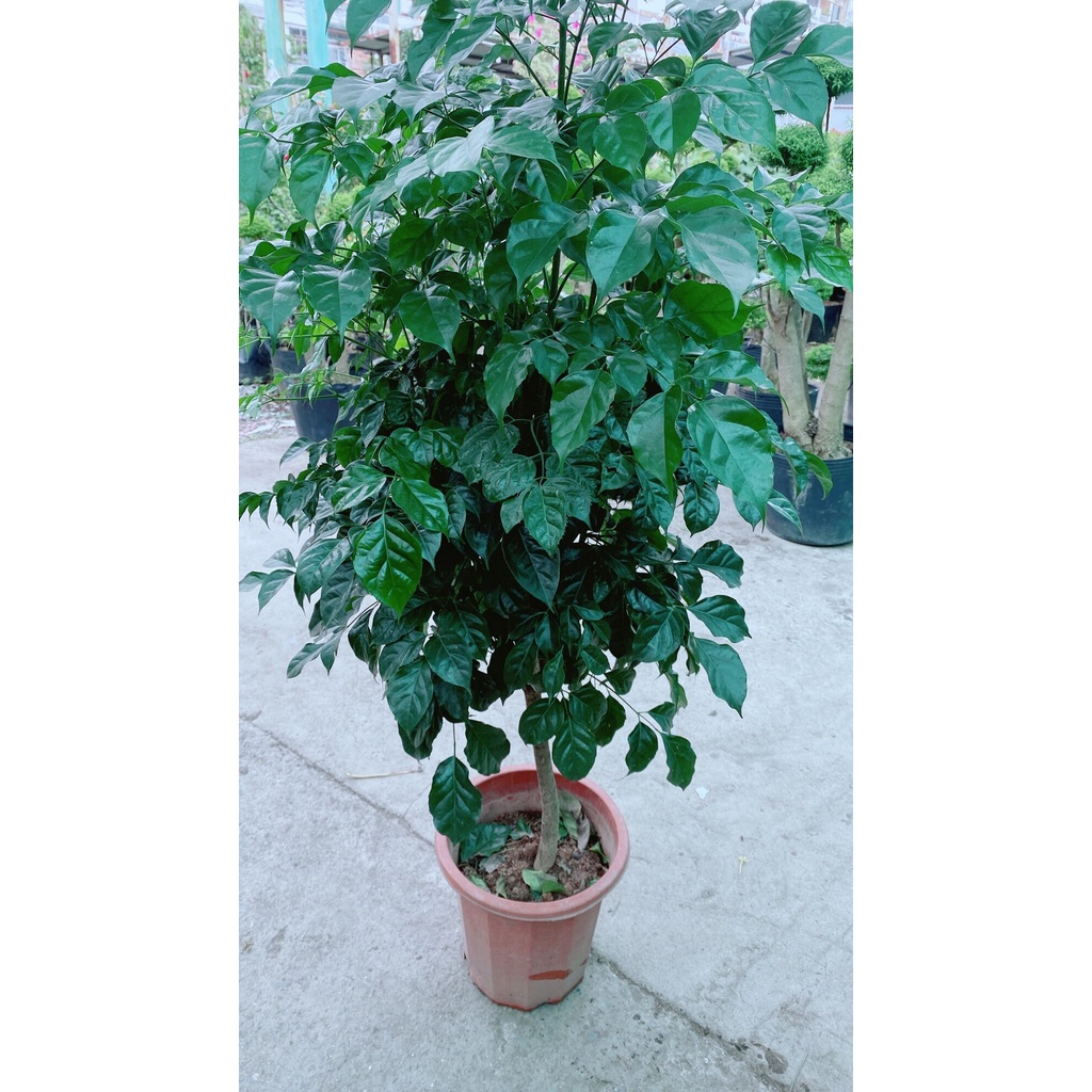 Cây Hạnh Phúc Lớn (chỉ giao hcm)
