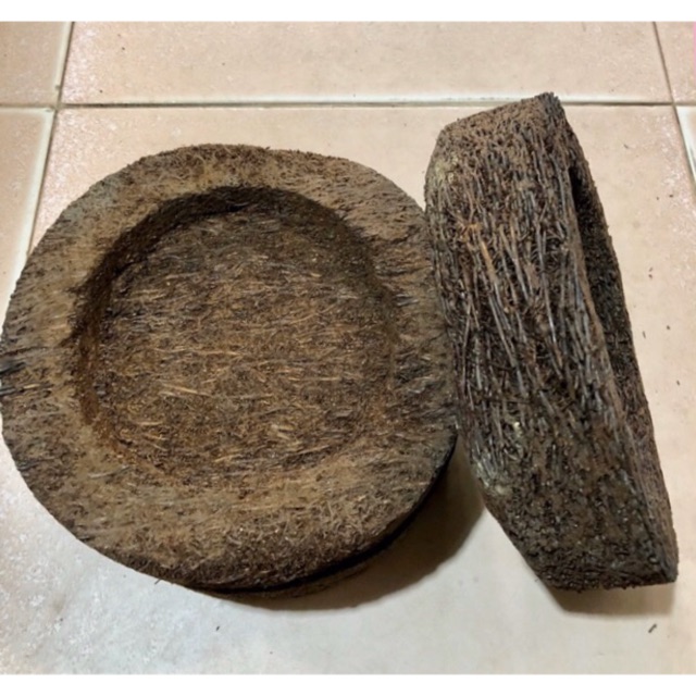 DỚN TRỒNG LAN, DỚN ĐĨA