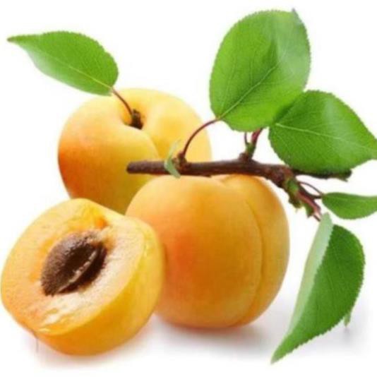CÂY GIỐNG MƠ