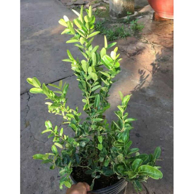 Chậu cây giống si ro ( cây siro cao 40 - 50cm )
