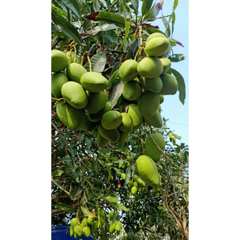 Cây Xoài thái