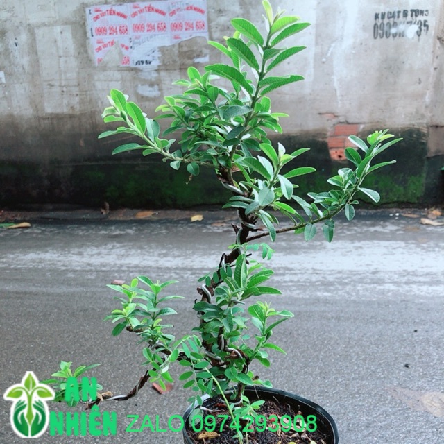 Cây Ổi Bonsai