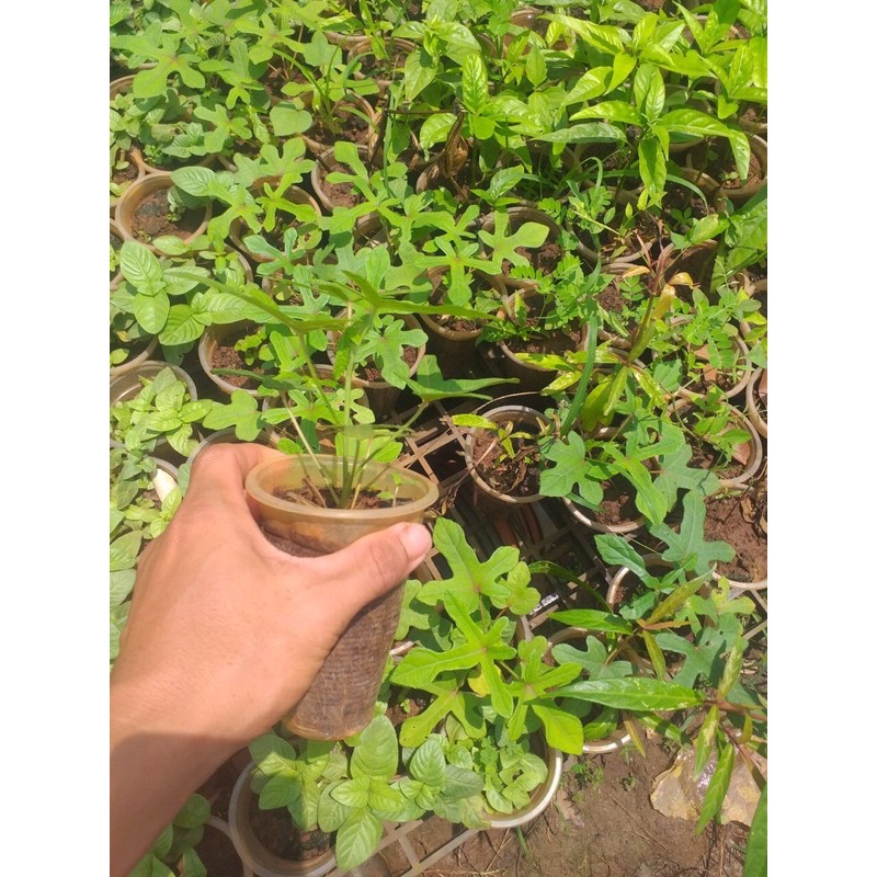 Com bô 2 cây sâm bố chính