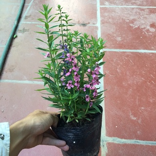 [Cây Hoa]Cây hoa ngọc hân (violet nhật) cao 25-35cm cây phát triển quanh năm