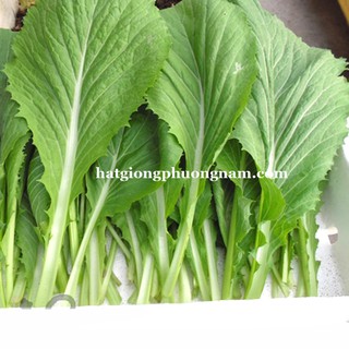 10GR - HẠT GIỐNG RAU CẢI BẸ XANH MỠ CAO SẢN
