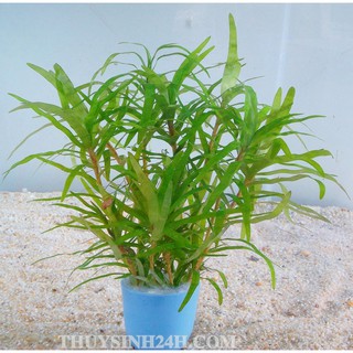 TIỂU TRÚC DIỆP - THỦY TRÚC - (15 nhánh)