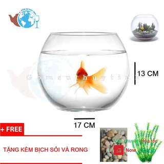 Hồ Cá Thuỷ Tinh Bầu Bể Cá D17cm x 13cm T11