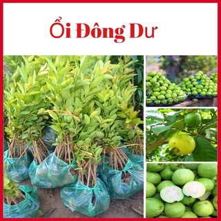 Cây ổi Đông Dư quả nhỏ giòn ngọt, cây giống cao 90cm (ảnh thật hình cuối)
