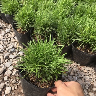 Cây Cỏ Mây Bụi Nhỏ Thích Hợp Trang Trí Để Bàn,Phòng Khách (Cây Như Hình)
