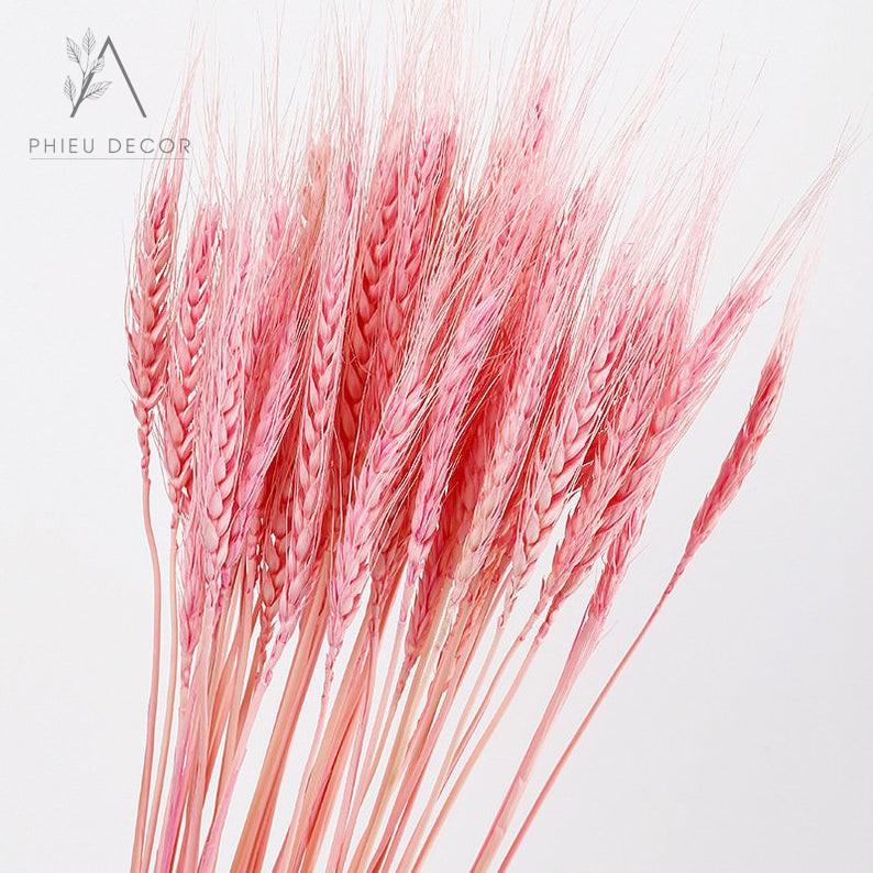 Hoa Lúa Mạch Khô🌸Decor, Chụp ảnh
