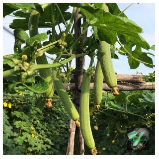 [Seeds] Hạt giống Mướp hương lai f1, đóng gói 10 hạt