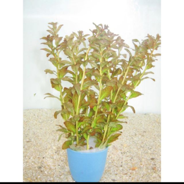 Cây Vảy Ốc Cam