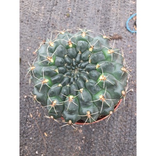 cây xương rồng thần long size 10-11cm