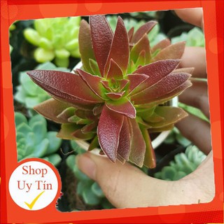 Sen đá tứ diện tím |FREESHIP|  XỨ NÓNG, ĐÃ THUẦN KHÍ HẬU, KHOẺ ĐẸP  LỖI 1 ĐỔI 1
