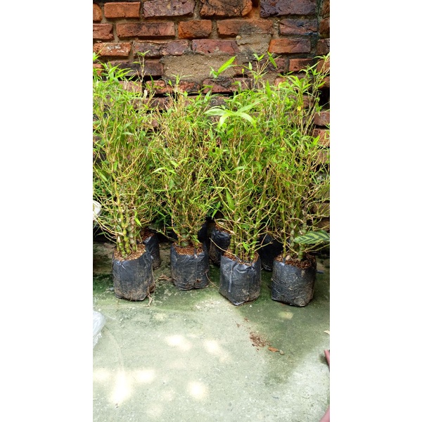 cây trúc phật bà