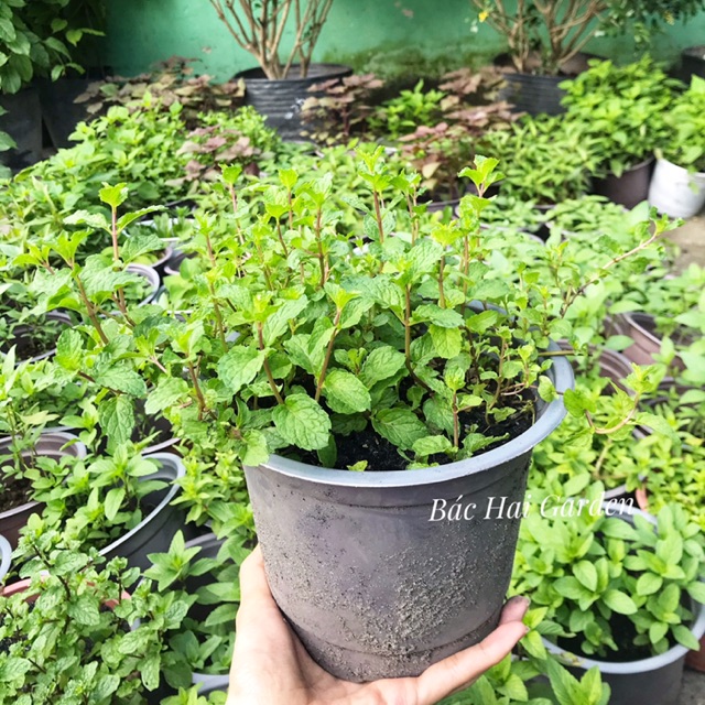 [Ship hỏa tốc] Rau húng lủi- rau gia vị tươi sạch vườn nhà- Cây ban công đuổi muỗi, ưa nắng