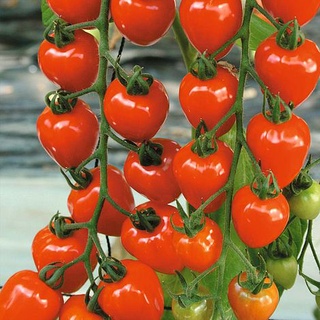 [Hạt giống Mỹ] Gói 5 hạt giống cà chua trái cây cherry dâu đỏ siêu ngọt - tỷ lệ nảy mầm 99%