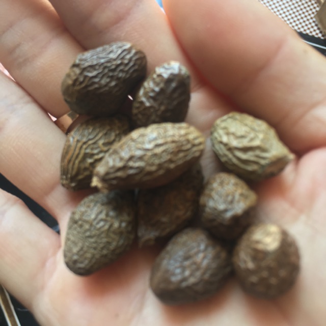 Hạt Đười Ươi mật( rất ít) 500gr