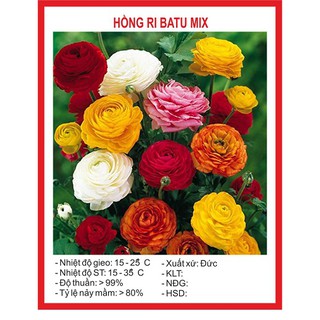 Hạt Giống Hoa Hồng Ri Ba Tư F1 Mix 5 Hạt