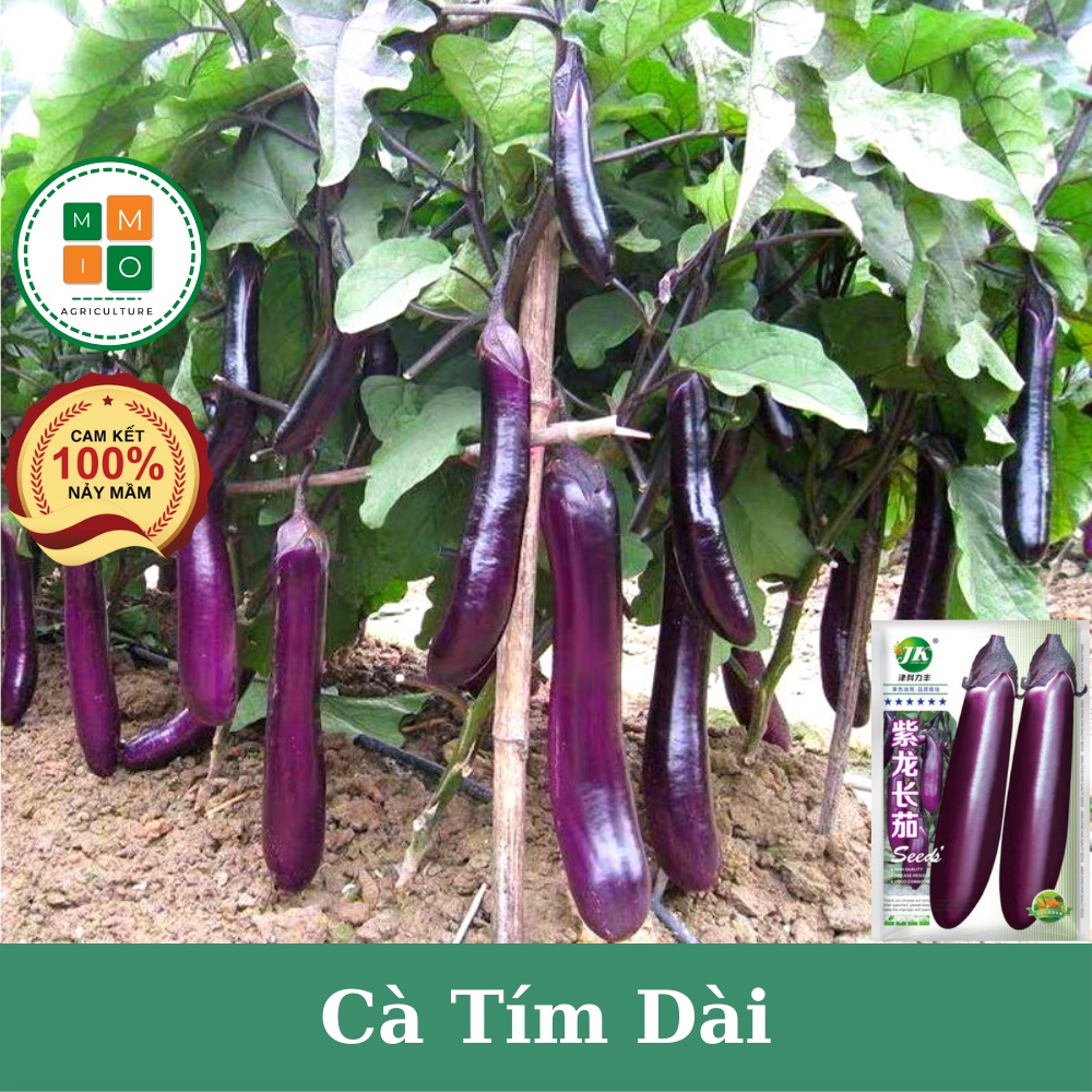 Hạt giống cà tím dài siêu quả