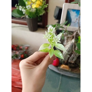 1kg cỏ điểm hoa - Cây cỏ giả