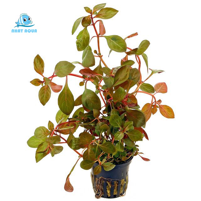 Cây Thủy Sinh Táo Đỏ