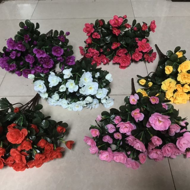Hoa Đỗ quyên